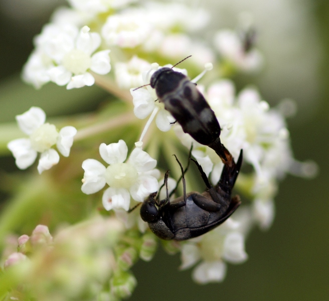 Coleoptera Mordellidae